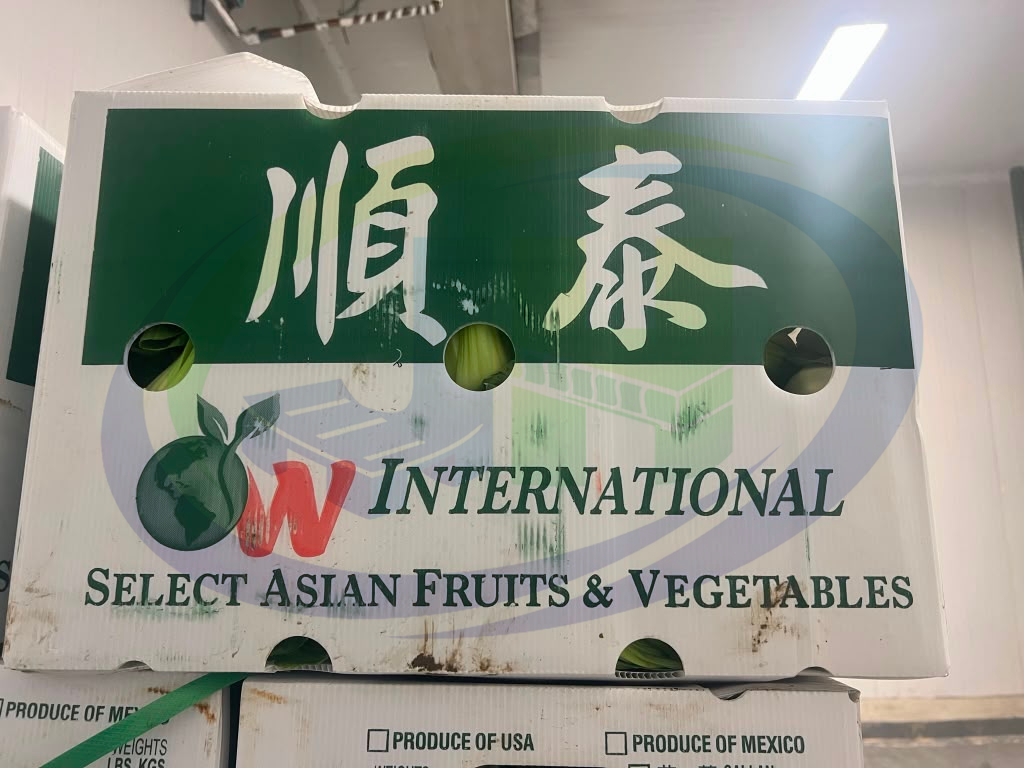 plastic boxes for vegetables